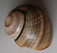 Polymita picta multifasciata,  (Torre, 1850)